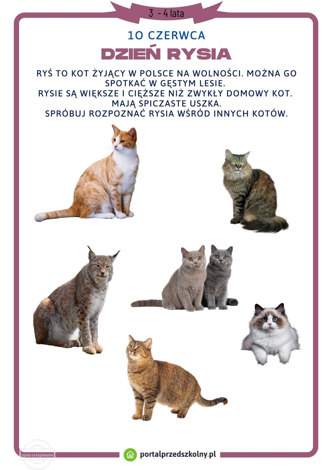 Dzień Rysia 3 -4 lata
