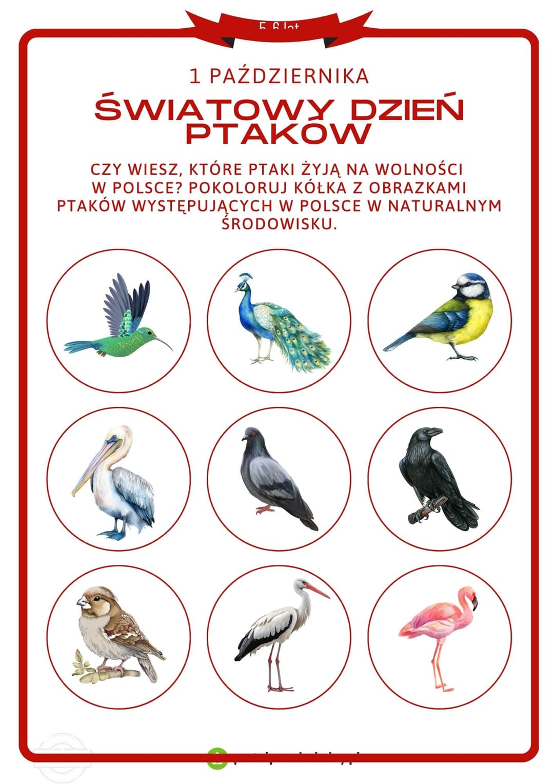   Karta pracy dla 5 i 6-latków na 1 października (Światowy Dzień Ptaków)