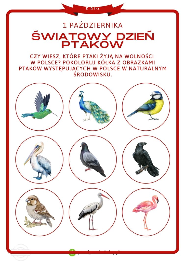   Karta pracy dla 5 i 6-latków na 1 października (Światowy Dzień Ptaków)