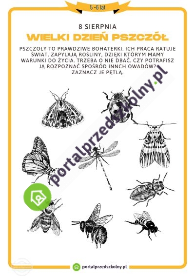 Karta pracy dla 5 i 6-latków na 8 sierpnia (Dzień Pszczół)